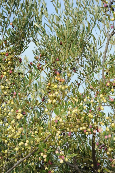 Španělsko Olivy Stromě — Stock fotografie