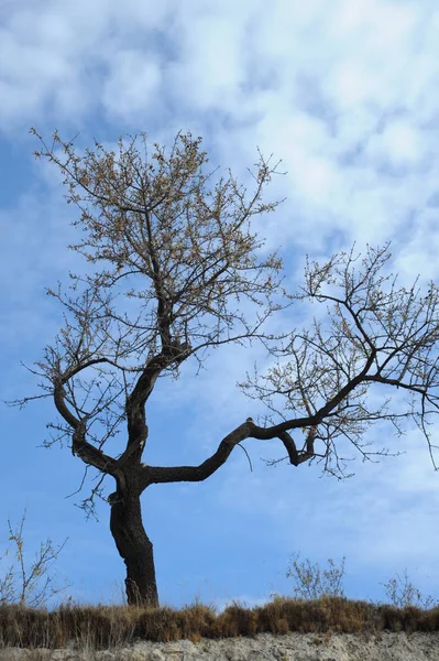 Испания Алюминиевые Деревья Весной — стоковое фото