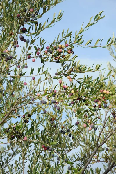 Spanien Oliven Auf Dem Baum — Stockfoto