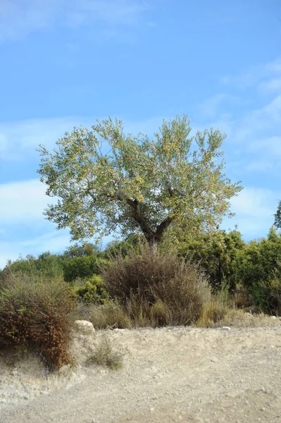 Spanien Olivenbaum Bei — Stockfoto