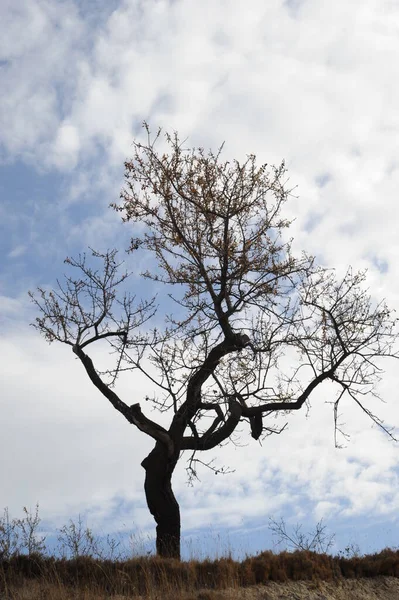Španělsko Mandlové Stromy Jaře — Stock fotografie
