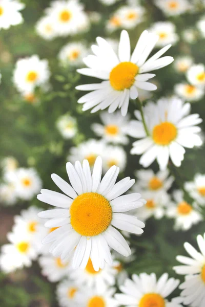 Weiße Schöne Kamillen Auf Dem Blumenbeet — Stockfoto