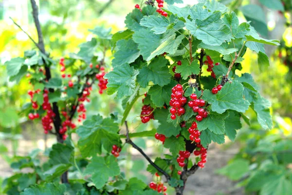 Berry Red Currant Hanging Bush — Stock Photo, Image