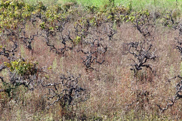 Arbustes Sur Une Prairie Grèce — Photo