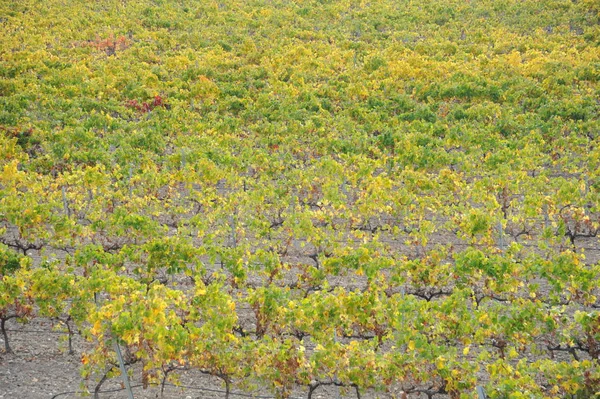 Путешествие Испании Созревание Деталей Виноградника — стоковое фото