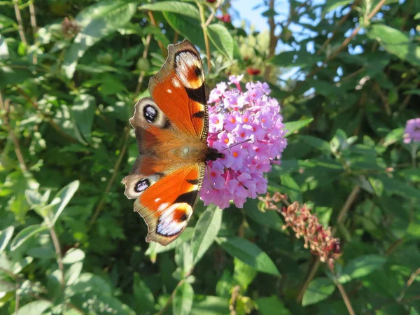 Butterfly Бабочка Davidii — стоковое фото