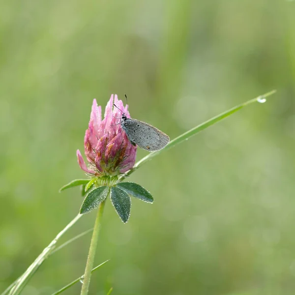 Short Tailed Blue Red Clover Morning Dew Cupido Argiades Red — Stock Photo, Image