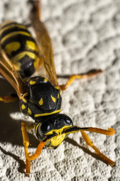 Vue Rapprochée Des Insectes Guêpes Dans Macro Shot — Photo