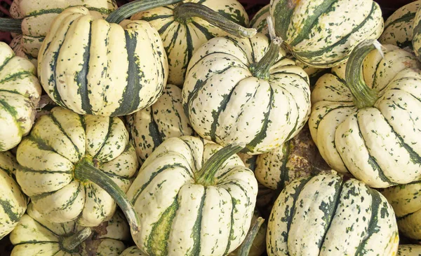 Variété Citrouilles Sur Marché — Photo