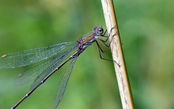 Primo Piano Macro Vista Insetti Libellula — Foto Stock