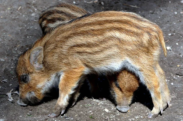 Dierenwelzijn Dierentuin — Stockfoto