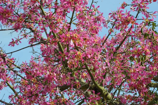 Spanien Flaskträd Blomma — Stockfoto