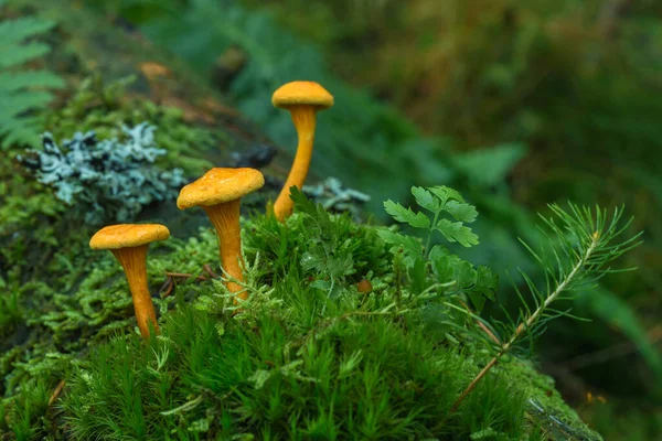 Growing Mushrooms Forest Nature Background — Stock Photo, Image