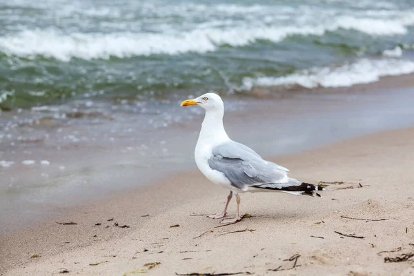 Gaivota Praia — Fotografia de Stock