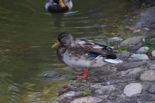 Blick Auf Schöne Vögel Der Natur — Stockfoto