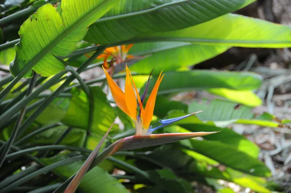 Flor Pássaro Paradis Pássaro Paraíso — Fotografia de Stock