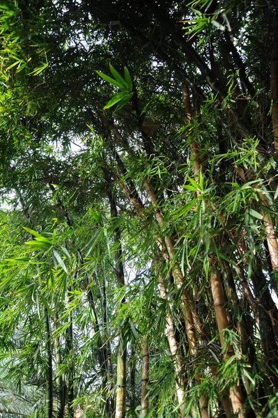 Pohon Bambu Hijau Flora Dan Dedaunan — Stok Foto