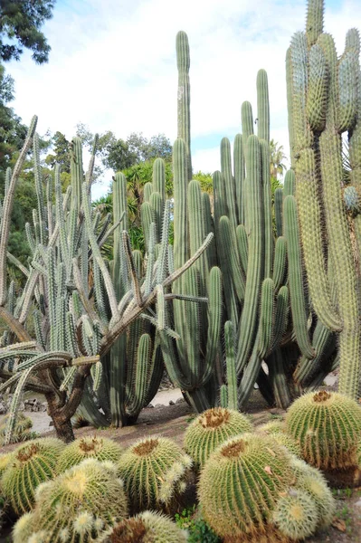 Planta Cacto Planta Botânica Com Espinhos — Fotografia de Stock