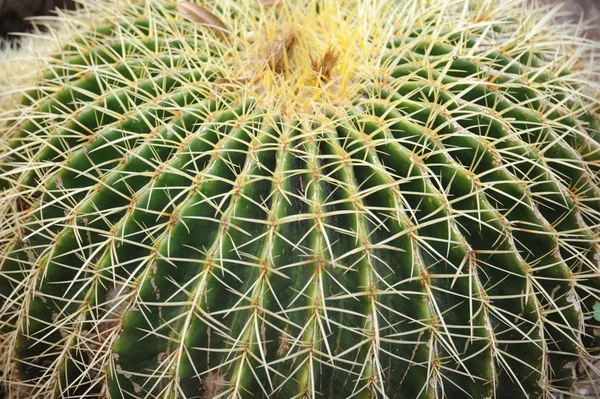 Kaktusová Rostlina Botanická Rostlina Trny — Stock fotografie