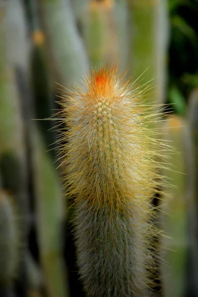 仙人掌植物 有刺的植物 — 图库照片