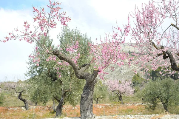 Flor Almendra España — Foto de Stock