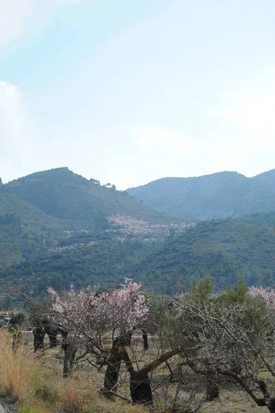 Almond Blossom Spanien - Stock-foto