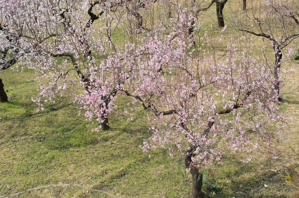 Mandelum Flower Spain — Stock Photo, Image