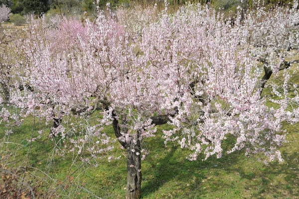 Mandelum Flor Espanha — Fotografia de Stock