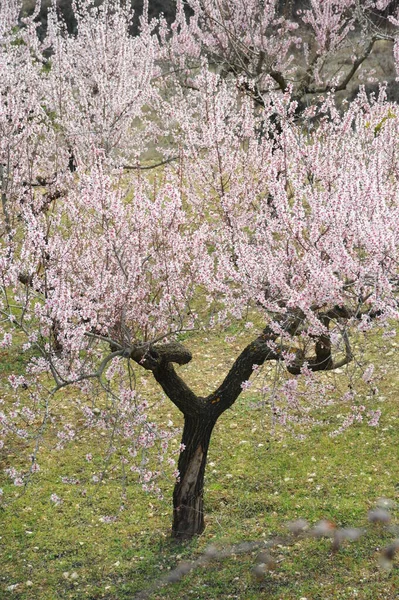 Флора Квіти Весною — стокове фото