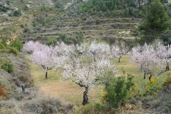 Mandelum Flower Spain — 图库照片