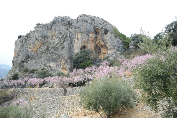 Mandelblüte Spanien — Stockfoto