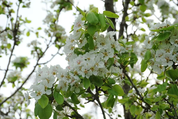 Cherry Tree Blossom Flowers Siring — Stock Photo, Image