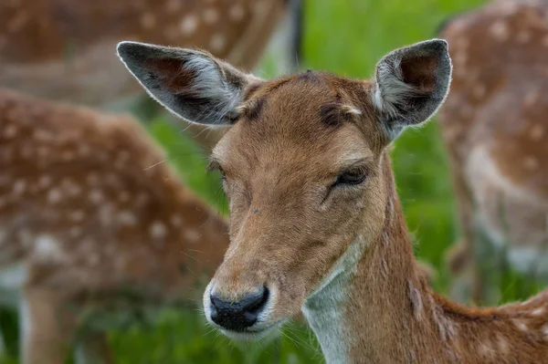 Natur Wildtiere Damhirsche Tiere Tierwelt — Stockfoto