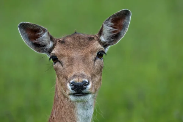 Příroda Divoká Zvěř Listí Jeleni Volně Žijící Zvěř — Stock fotografie