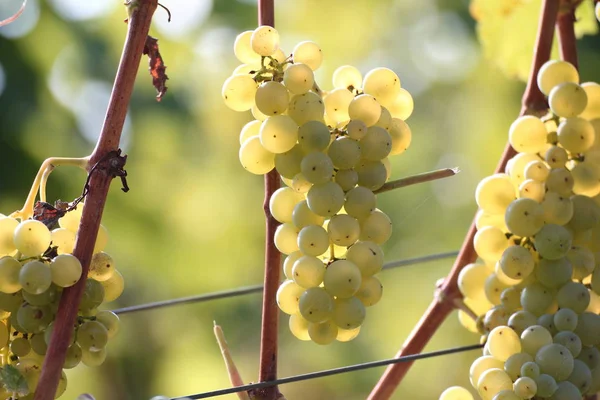 Trossen Druiven Fruitvoeding — Stockfoto