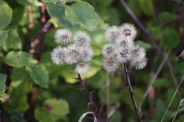 Vacker Botanisk Skott Naturliga Tapeter — Stockfoto