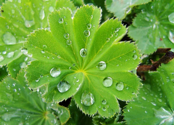 Drop Dew Leaf — стоковое фото
