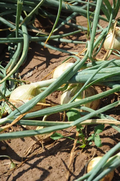 Cebollas Campo — Foto de Stock