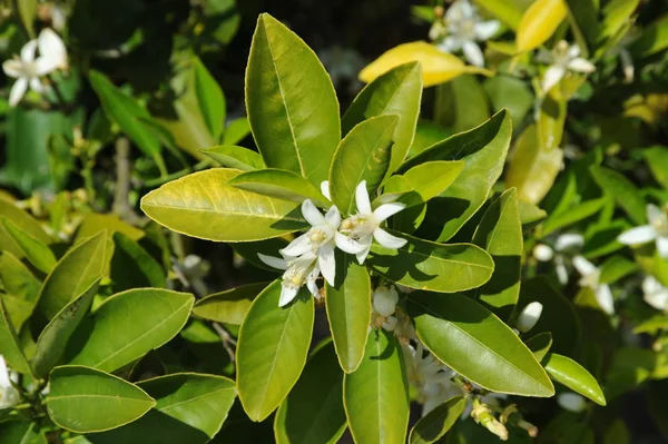 Spanje Sinaasappelbloesems Appelbloesems — Stockfoto