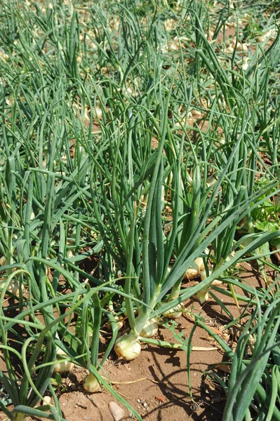 Cebollas Campo — Foto de Stock