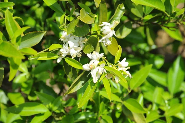 Fleurs Oranger Arbre Flore — Photo