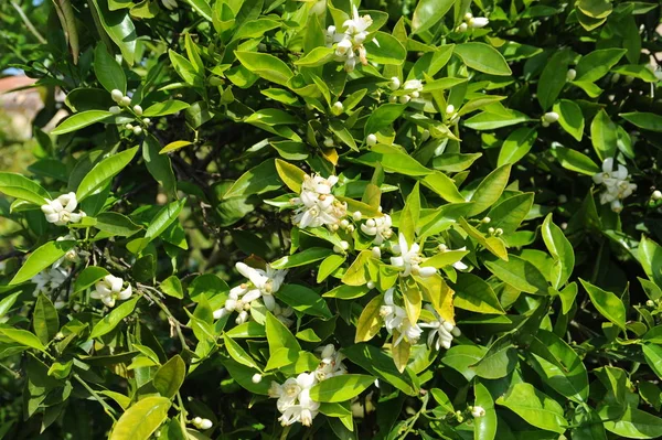 Spanien Apelsinblommor Äppelblommor — Stockfoto