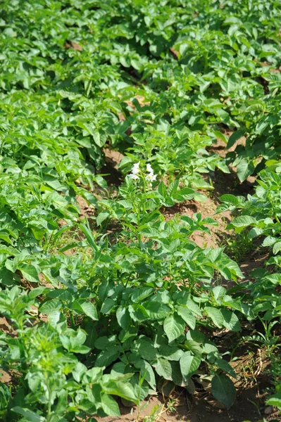 Kolorado Käfer Kartoffelblüte — Stockfoto
