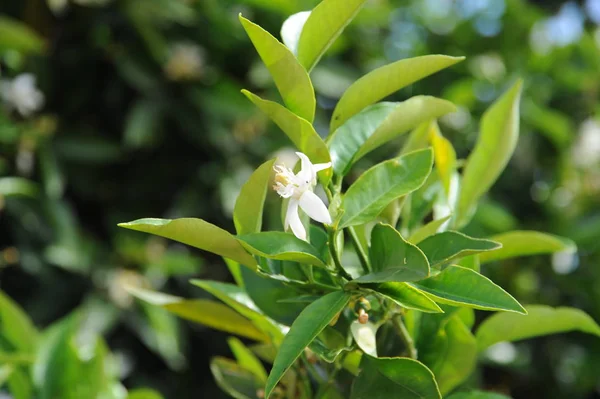 Portakal Ağaçları Flora — Stok fotoğraf