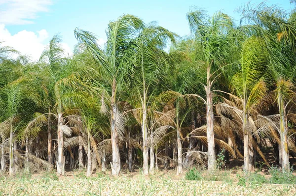 Liście Palmowe Hiszpanii Przestrzeń Kopiująca — Zdjęcie stockowe