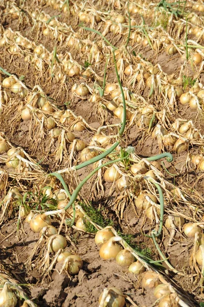 Cebollas Campo — Foto de Stock