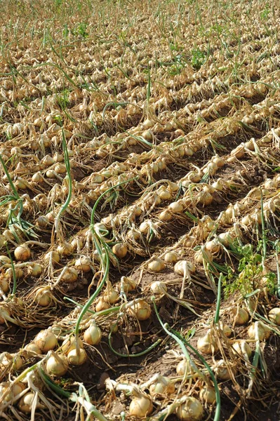 Cebollas Campo — Foto de Stock