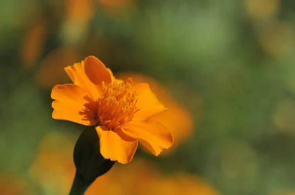 Orange Marigold Flower Petals Flora Bloom — Stock Photo, Image