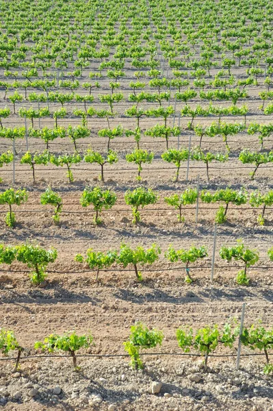 Campagne Agriculture Vignoble Viticulture — Photo