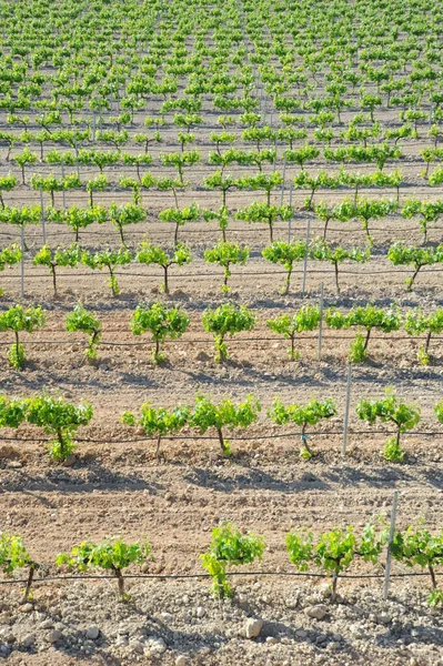 Vinhedo Agricultura Rural Videira Crescimento — Fotografia de Stock